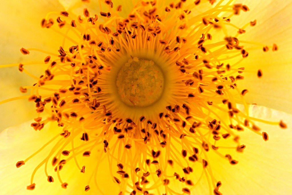 Rozentuin van Coloma